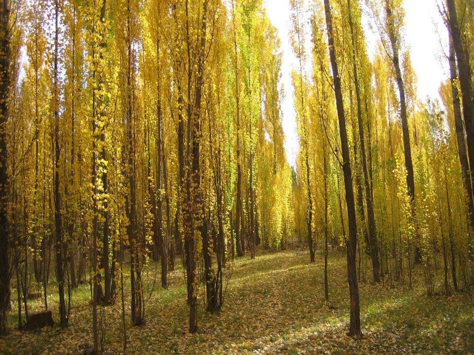 Terrazas En El Bosque Cabanas Malargue Luaran gambar